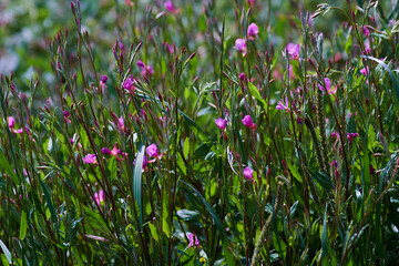 flowers in the grass