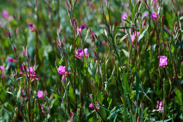 flowers in the grass