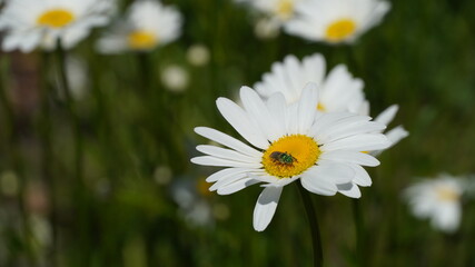 A striped green bee dance on white daisy flowers on a summer day