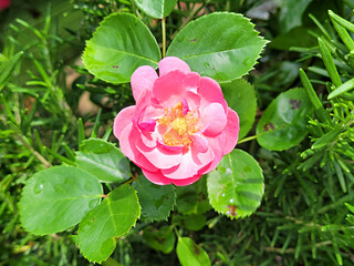 rose flowers, pink rose flowers
