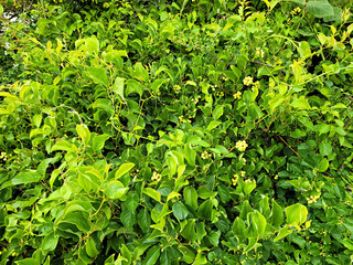 Berchemia berchemiaefolia, Berchemia berchemiaefolia fruit, Fruit, leaf