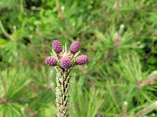 Pine, Pine blossoms, flower, a flower blooming on a pine tree