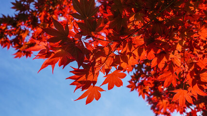 Red Maple leaves shade against blue sky