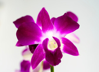 Pink orchid on white background : close up