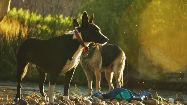 Two dogs standing by river with lots of bugs swarming around in golden sunlight.