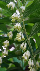Obraz premium King Solomon's seal flowers are elegant and beautiful white bell -shape flowers dangling under green stems represent wisdom and peace