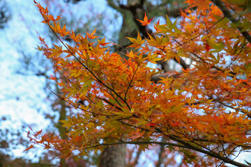 日本楓の紅葉