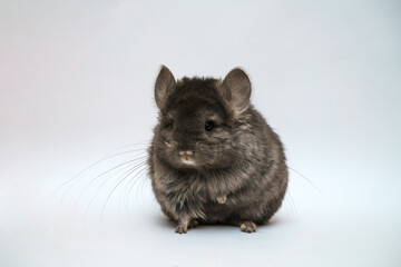 Fototapeta na wymiar Black cute chinchilla on a white background. Furry pet