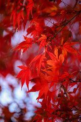 紅葉した日本楓の葉