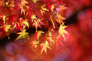 紅葉した日本楓の葉