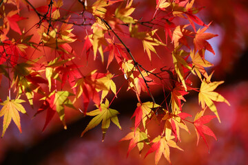 紅葉した日本楓の葉