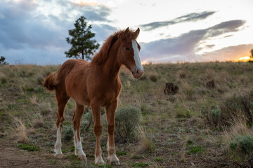 Young Horse in a field during a sunny spring sunset. Taken in Savona, British Columbia, Canada.