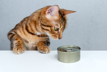 Bengal cat is about to eat wet food