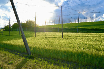 A crop field that is growing in a hop garden. The sun is shining directly into the camera.