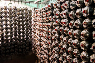 mushrooms indoor plantation, cultivation