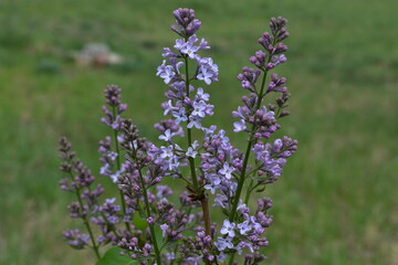 Spring. Branches of blooming lilac close-up on a blurry green background.