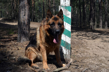 German shepherd dog in the forest