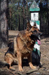 German shepherd dog in the forest