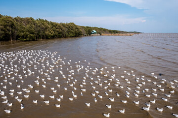 Seagulls on the water surface by the mangrove 001