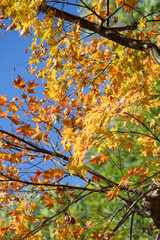 カラフルな楓の紅葉