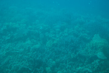 Fototapeta na wymiar Tropical coral reef. Underwater fishes and corals.