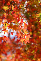 日本楓の紅葉