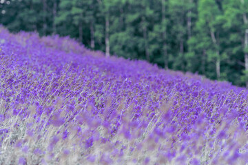 Fototapeta premium ラベンダー