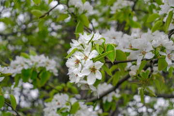 White flowers and green leaves of fruit tree