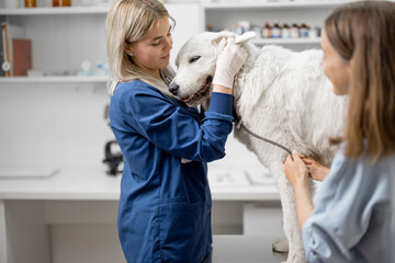 Happy female veterinarian hugs the patient big white dog standing at examination table after inspection. Visit to the doctor. Pet care and check up. Close up.