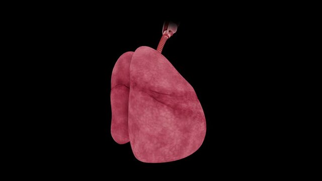 3d human lungs for medical research on organ system of body
