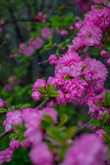 Pink spring flowers on dark background