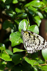 The name of the butterfly is Tree Nymph Butterfly,Rice Paper butterfly.
Scientific name is Idea leuconoe Erichson, 1834.