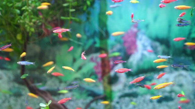 Danio small, fast fish with unusual colors. unpretentious breed
