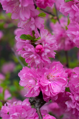 Obraz na płótnie Canvas Pink spring flowers