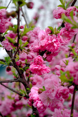 Pink spring flowers