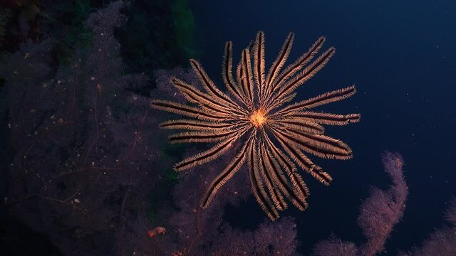 yellow feather star clinging to pink sea fan underwater in the Philippines