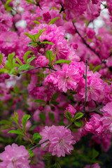 Pink spring flowers