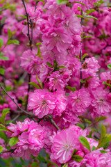 Pink flowers on a lush bush
