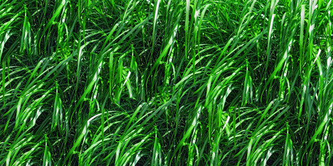 Green sunny sedge grass in summer