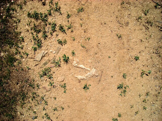 Dry soil texture and background. Green grass. Red soil background. Abstract ground. Natural abstraction. Clay. Ocher. Red sands