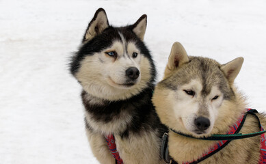 Portrait of two dogs of the husky breed. Close-up of the head. Background - white snow.