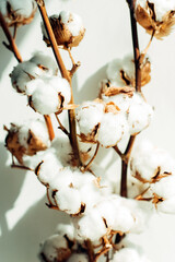 Branches of natural cotton. Natural organic fiber, agriculture, raw materials for making fabric.