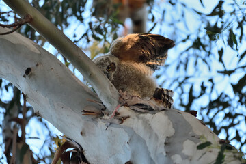 Owlet of Great-horned Owl, aka Bubo virginianus