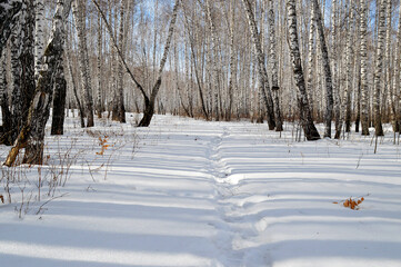trees in snow