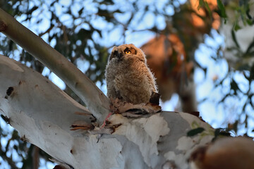 Owlet of Great-horned Owl, aka Bubo virginianus