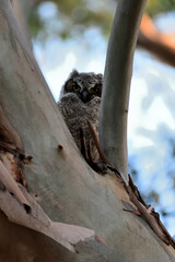 Owlet of Great-horned Owl, aka Bubo virginianus