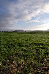 雲の浮かぶ空の下の新緑の牧草地。