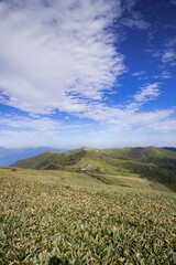 大川嶺（愛媛県久万高原町、内子町）