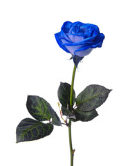 Beautiful blue rose on white background