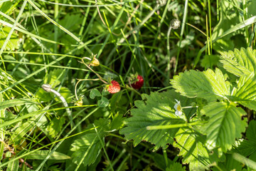 A bushes strawberries with berries in the summer in the field